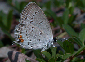 Eastern Tailed Blue